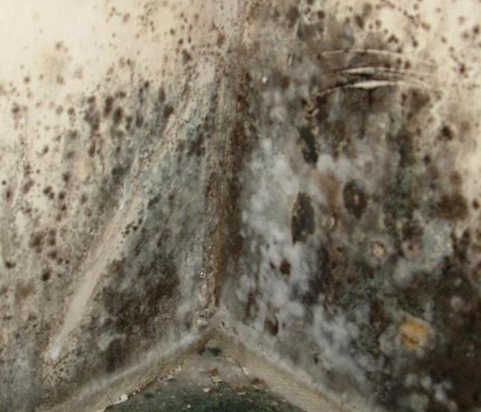 Mold growth on walls in a home 